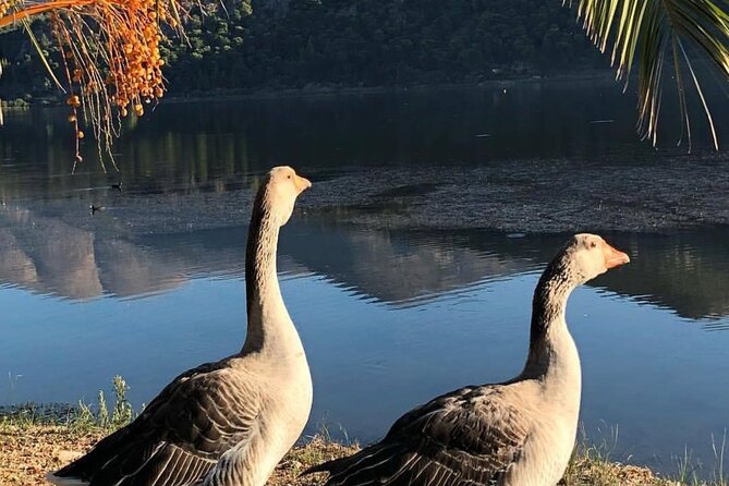 Private Argostoli Walking Expedition & Ouzo Meze - Booking Confirmation