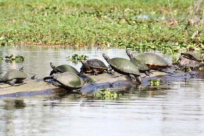 Private Bachelor or Bachelorette Airboat Swamp Tour in New Orleans - Unique Bachelor/Bachelorette Experience