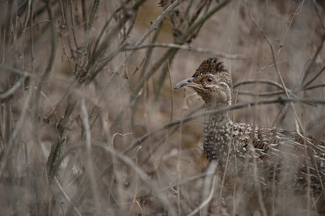 Private Birdwatching and Photography in Lomas De Lachay - Highlights of Lomas De Lachay