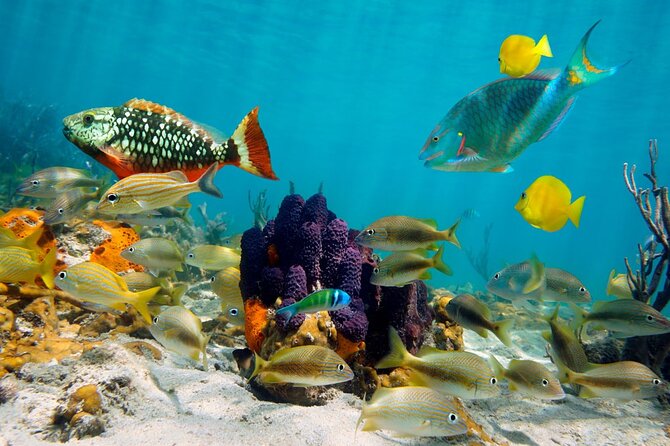 Private Boonze Cruise and Snorkeling at Punta Cana - Snorkeling and Underwater Exploration