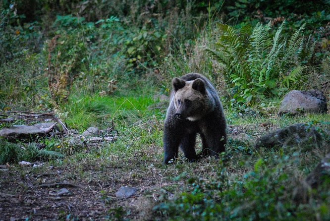 Private Brown Bear Watching Experience Near Odorheiu Secuiesc - Carpathian Forest Exploration