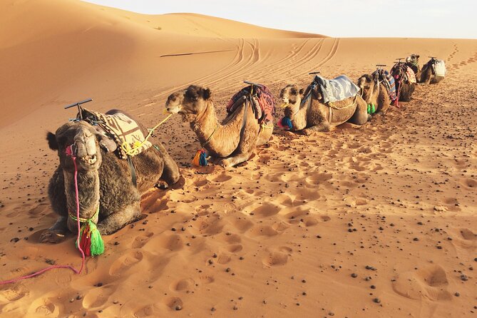 Private Camel Ride Over Erg Chebbi For Sunset Or Sunrise - Exploring Erg Chebbi