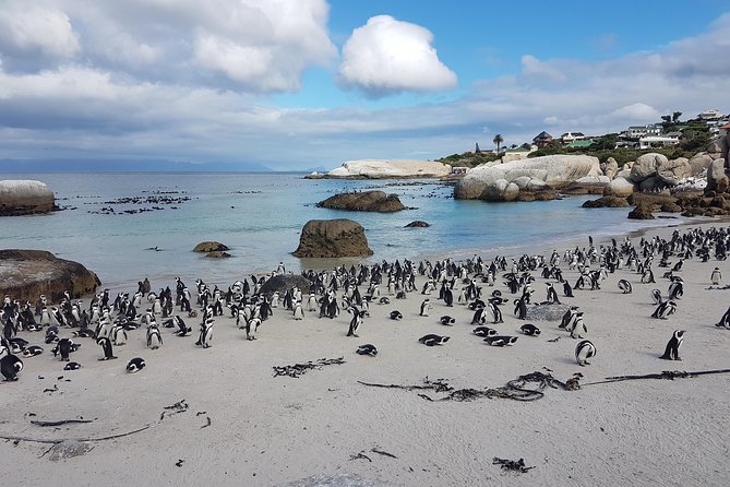 Private Cape Peninsula Tour - Cape Point, Cape of Good Hope Sightseeing - Booking Information and Policies
