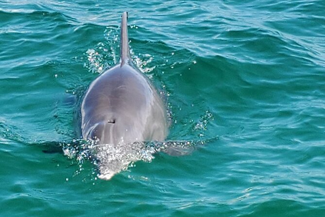 Private Captained Pontoon to Crab Island in Destin 3-6 Hrs. - Activities Available