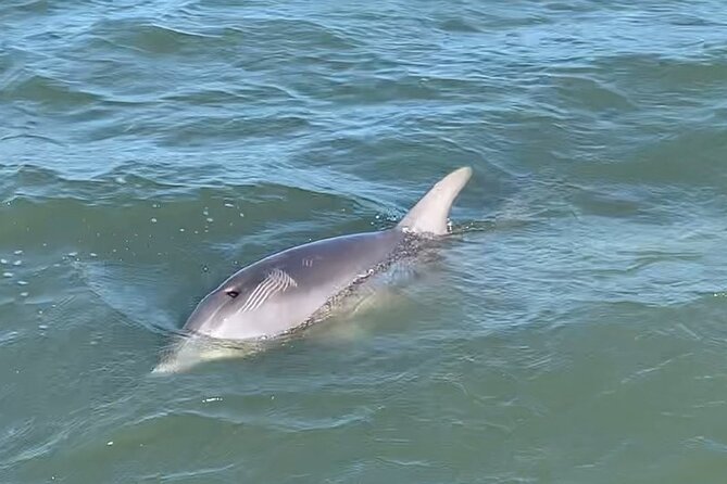 Private Charleston Dolphin and Eco Boat Tour - Pricing and Booking Options