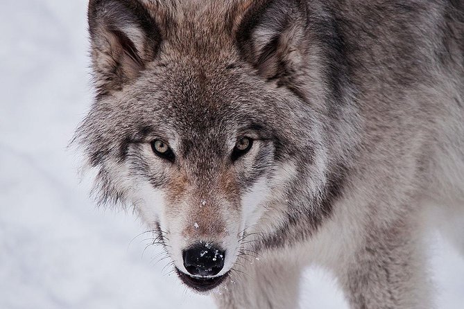 Private Day Tour to Wildlife Parc Omega and Montebello Lodge From Montreal - Important Tour Information