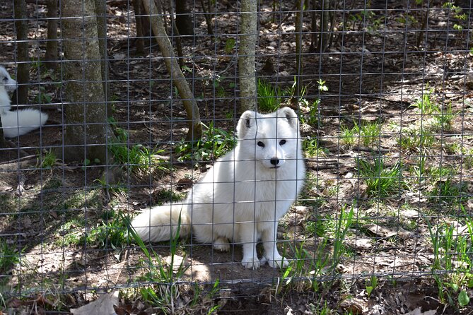 Private Day Trip to Parc Omega and Chateau Montebello From Montreal - Parc Omega Highlights