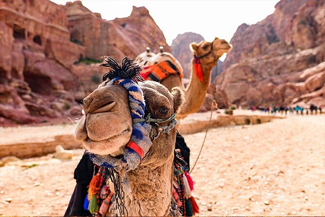 Private Departure Transfer: Petra Hotels to Amman Airport - Considerations for Oversized Luggage