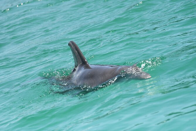Private Dolphin Spotting Thrill Ride in Destin - Booking Process