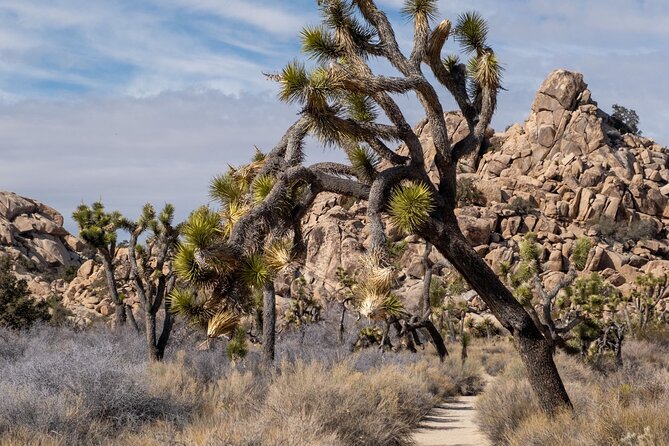Private Expedition to Anza-Borrego State Park - Exploring Anza-Borrego State Park