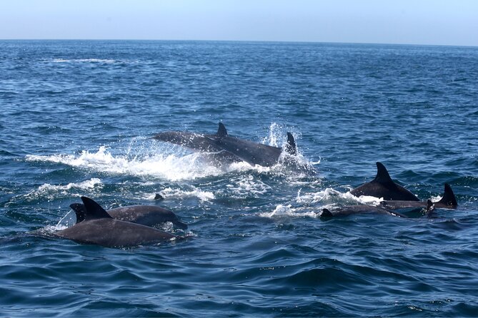 Private Family Dolphin Tour in Poreč - Scheduling Options