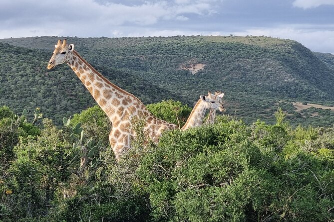 Private Full-Day Addo Elephant Park & Giraffe Walk Safari - Highlights of the Tour