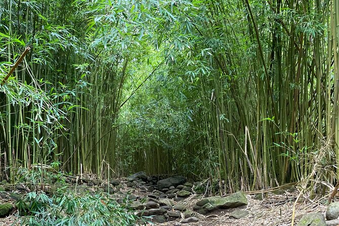 Private Guided Waterfall Hike Rainforest Adventure - Exploring the Rainforest