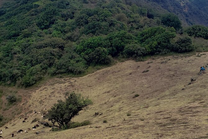 Private Half Day Hike to Ngong Hills From Nairobi - Guest Reviews and Ratings
