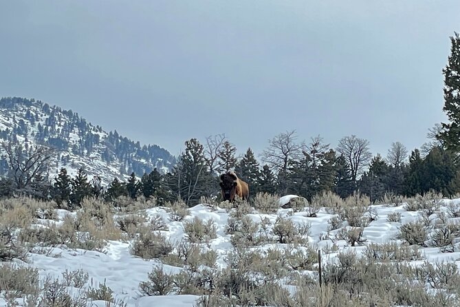 Private Jeep Tour of Yellowstone's Winter Wonderland - Accessibility and Requirements