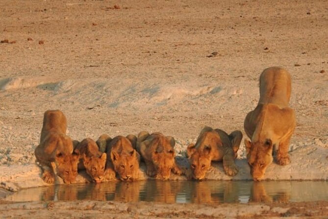 Private Kruger Park Safari and Panorama Route - Itinerary and Highlights