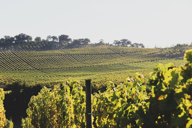 Private Lisbon Wine Tasting Trip to the Setubal Region With Hotel Pick-Up - Pricing and Cancellation