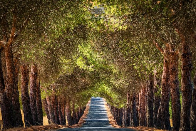 Private Nazaré and Óbidos Tour - Exploring the Charming Óbidos