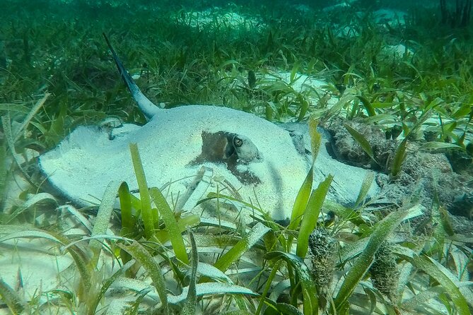 Private (Only You) Reef Snorkeling in Puerto Morelos 2x40 Minutes - Frequently Asked Questions