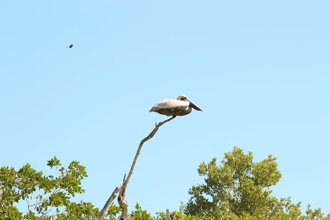 Private Rio Lagartos Flamingo and Pink Lakes - Reviews and Experience