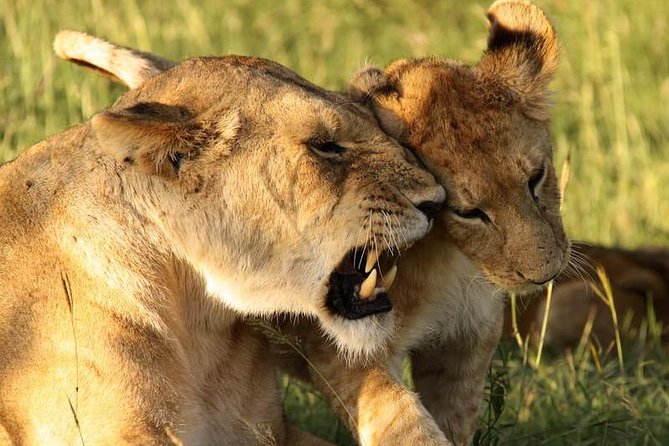 Private Safari for Couples | 5 Day - Pricing and Booking