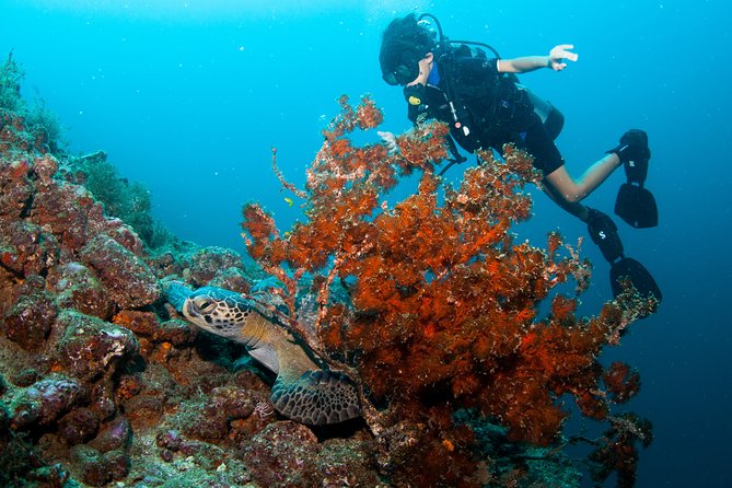 Private Scuba Diving Puerto Vallarta Undersea - Dive Preparation