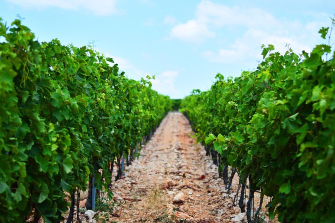PRIVATE -Secrets of Dalmatian Karst & Wine Experience - Sum Up