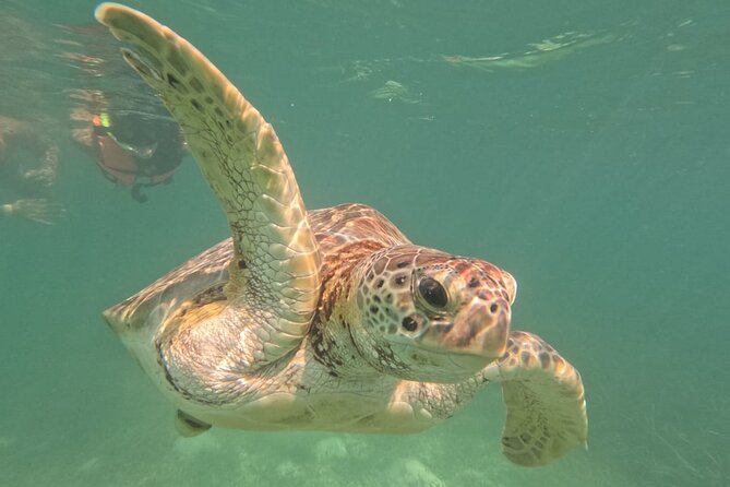 Private Snorkeling With Sea Turtles in Akumal Beach - Guides and Personalized Attention