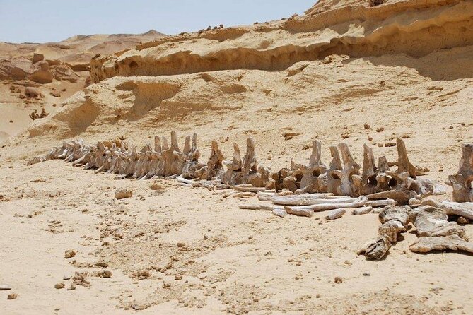 Private Tour to Whales Valley & Wadi El Rayan Waterfalls in El Fayoum From Cairo - What to Expect