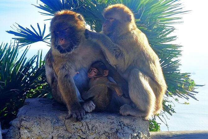 Private Trip in Gibraltar and Estepona From Marbella - Understanding the Pricing Structure