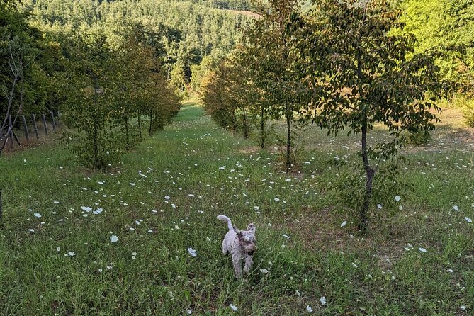 Private Truffle Hunting With Tasting : Become a Truffle Hunter Foa a Day! - Traveler Reviews