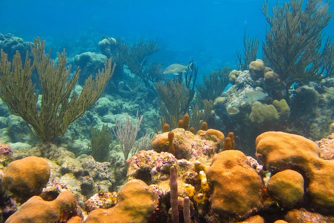 Private Turtle Discovery in Akumal - Frequently Asked Questions