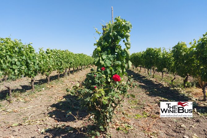 Private Vulture Wine Tour From MATERA With Sommelier - Customer Feedback