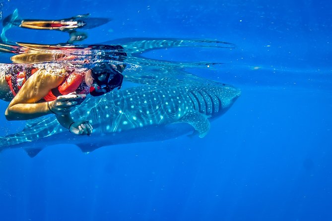 Private Whale Shark All Inclusive Experience - Private Transportation