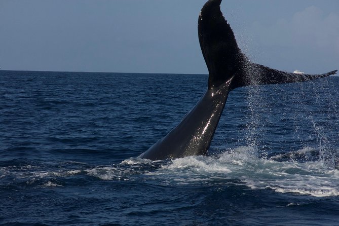 Private Whale Watching Charter (Grand Turk) - Reviews and Ratings