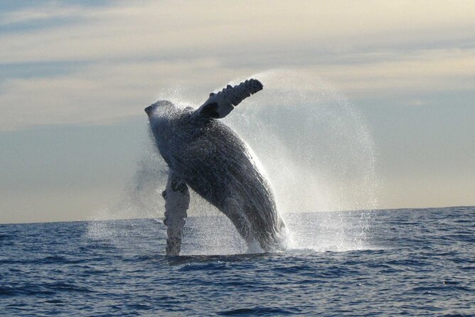 Private Whale Watching in San José Del Cabo - Contact and Future Opportunities