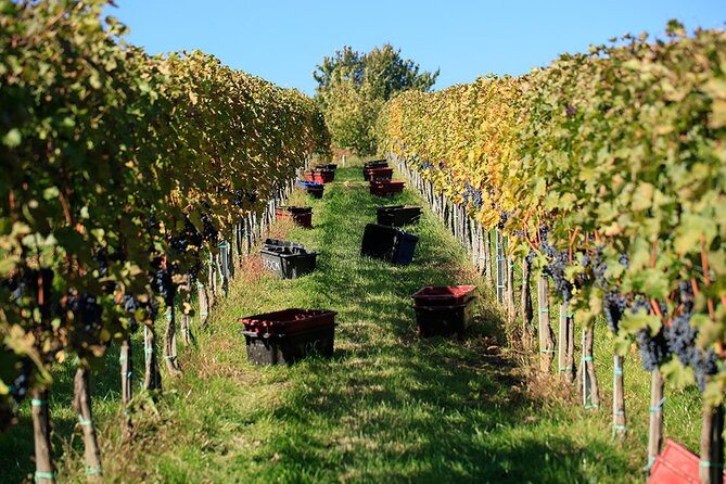 Private Wine Tasting and Sightseeing Review - Tasting Experience