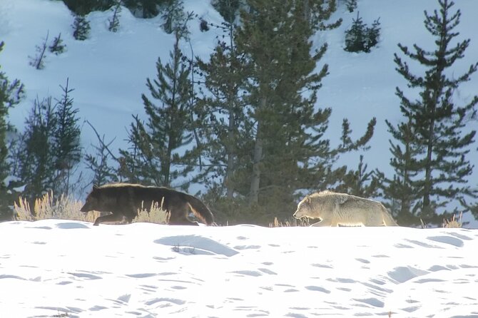 PRIVATE Wolf & Wildlife Watching in Yellowstones Lamar Valley - Meeting and Pickup Details