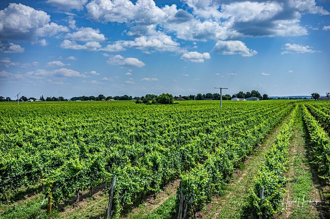 Private,Custom Niagara Escarpment-Scenic Boutique Winery Tasting Tour - Customer Feedback and Ratings