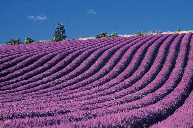 Provence and Lavender - Private & Guided Full Day Tour - Exploring Lavender Fields