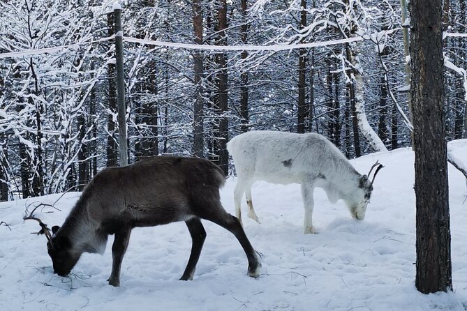 REINDEER FEEDING - Join Us for a Unique Moment With Our REINDEER - Verified Customer Experiences