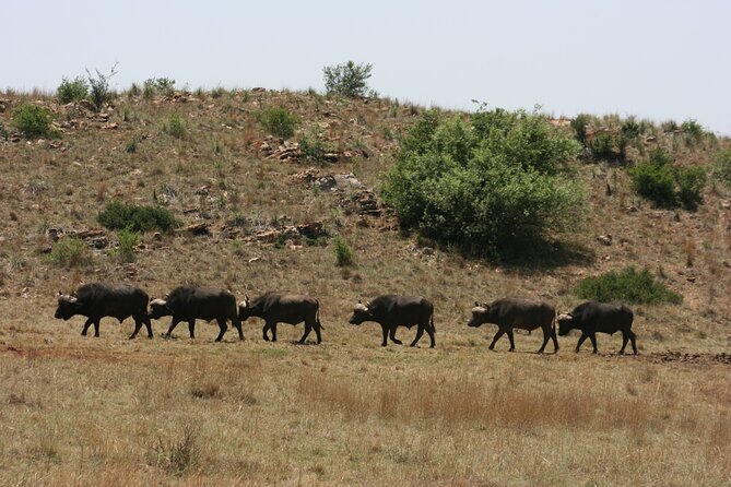 Rhino and Lion Park Guided Tour From Johannesburg - Knowledgeable and Entertaining Guides