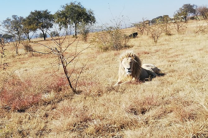 Rhino and Lion Park Half Day Safari From Johannesburg - Common Concerns Addressed