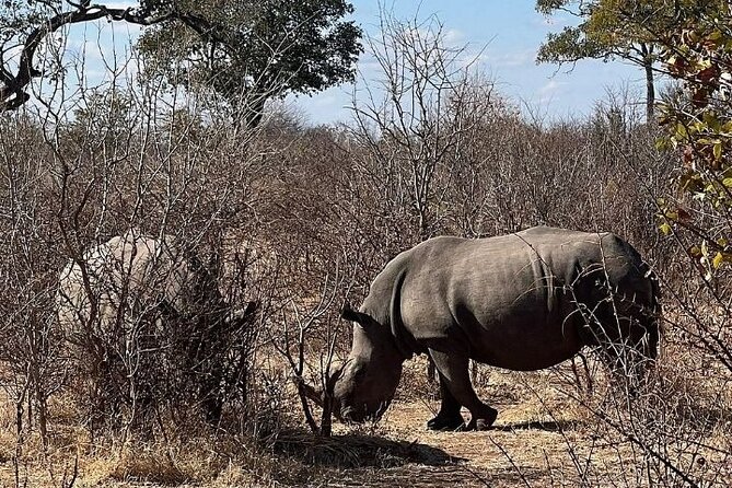 Rhino Walking Safari - Picnic in the Bush