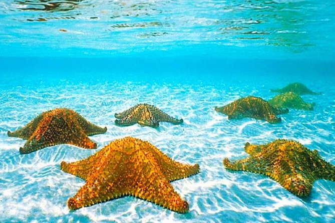 Roatan Private Catamaran Shipwreck, Blue Channel and Starfish With Transfer - Pricing and Cancellation Policy