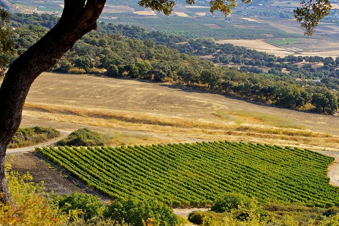 Ronda Private Wine Tour Free Time in Ronda - Pickup Location Flexibility