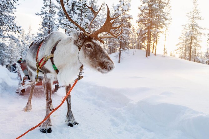 Rovaniemi Santa Claus Village, Reindeer and Husky Tour - Cancellation Policy