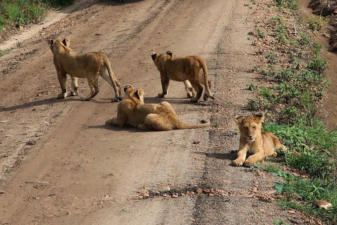 Safari And Beach Vacations - Tips for a Memorable Trip
