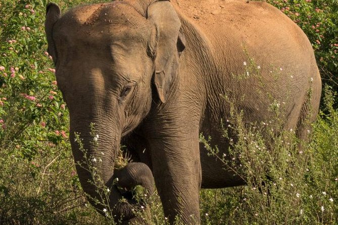 Safari at Udawalawe National Park - Tips for a Memorable Safari