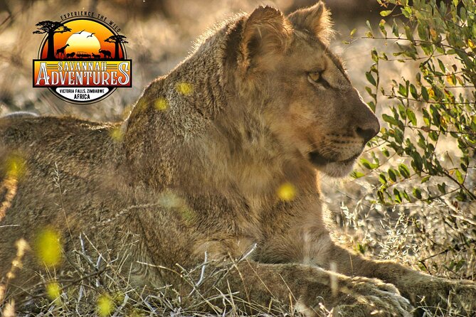 Safari Game Drive in the Savannah With Hotel Pickup 3 Times Daily - Why Choose Savannah Adventures Safaris?